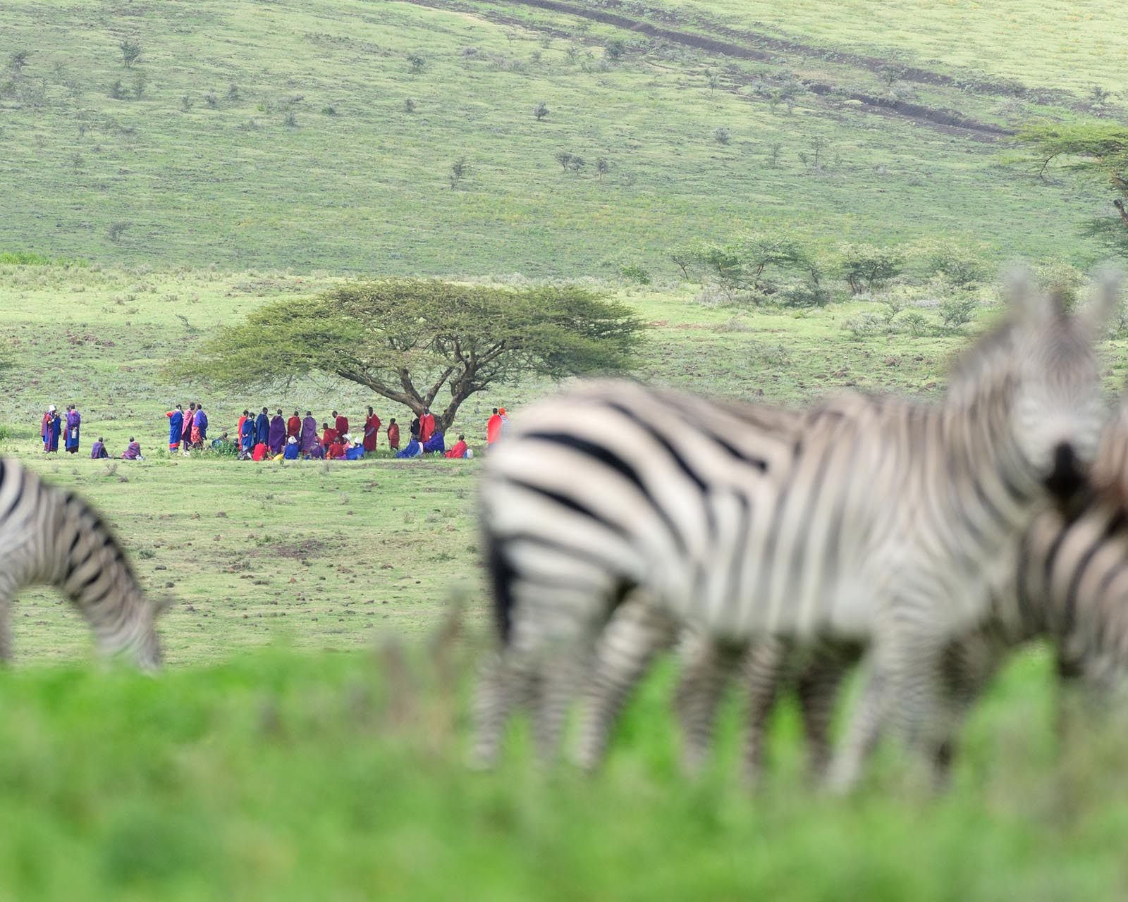 Zebra-and-Masai-