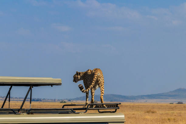 7 Days Safari and Zanzibar Islands