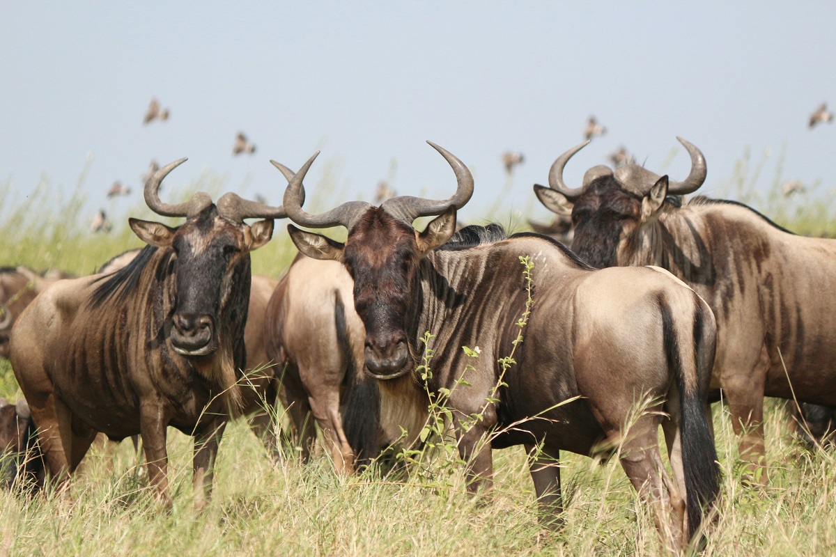 Tanzania Standard Budget Safari