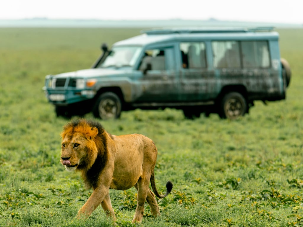 Tanzania Safari