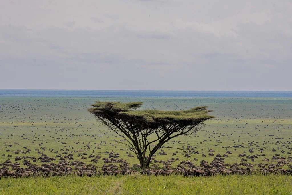 CALVING-SEASON-6-DAY-SERENGETI-MIGRATION-1024x683