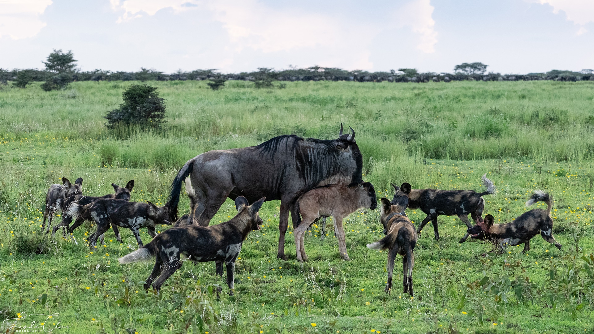 Ndutu calving