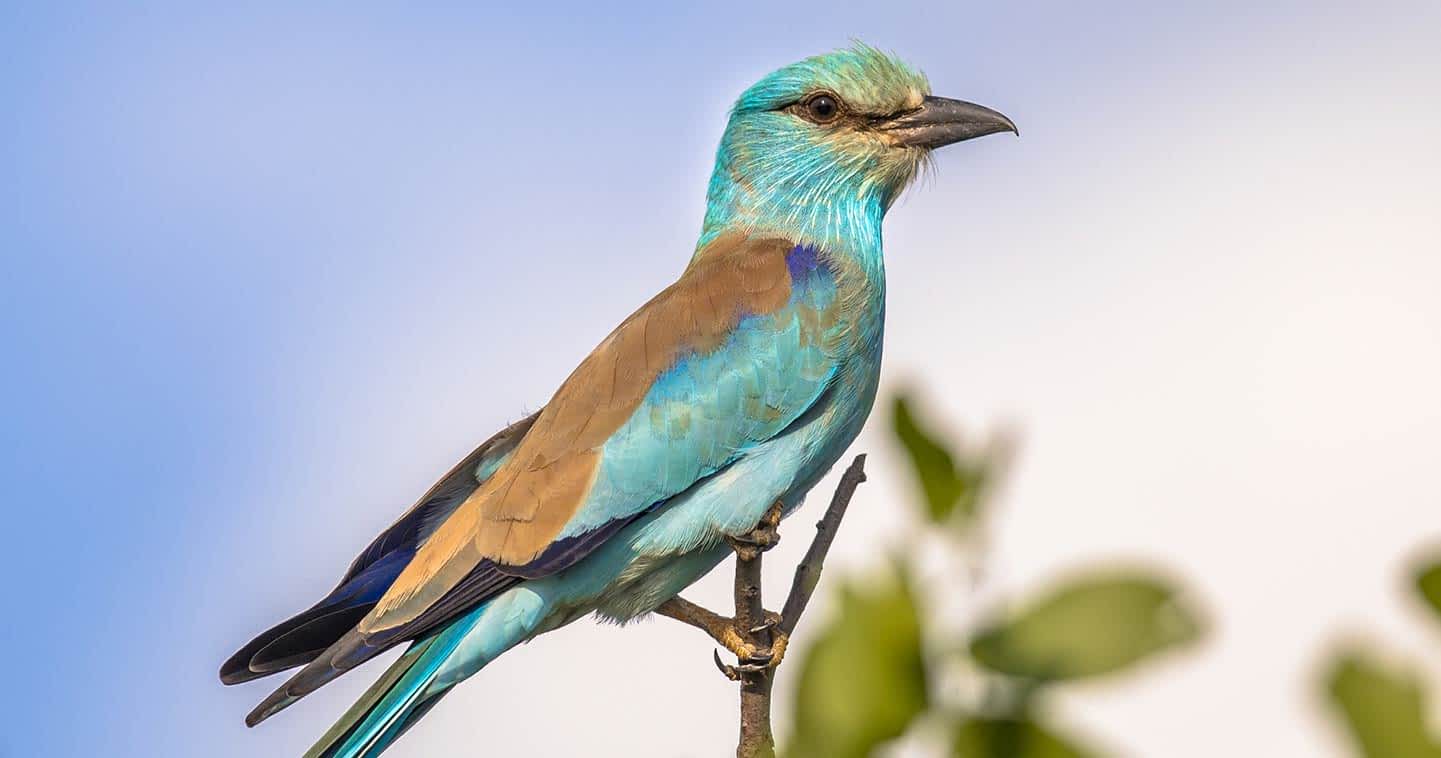 birding-in-serengeti-european-roller