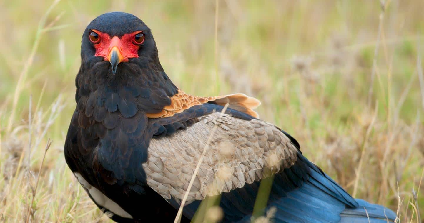 birdlife-serengeti-national-park-bateleur-eagle