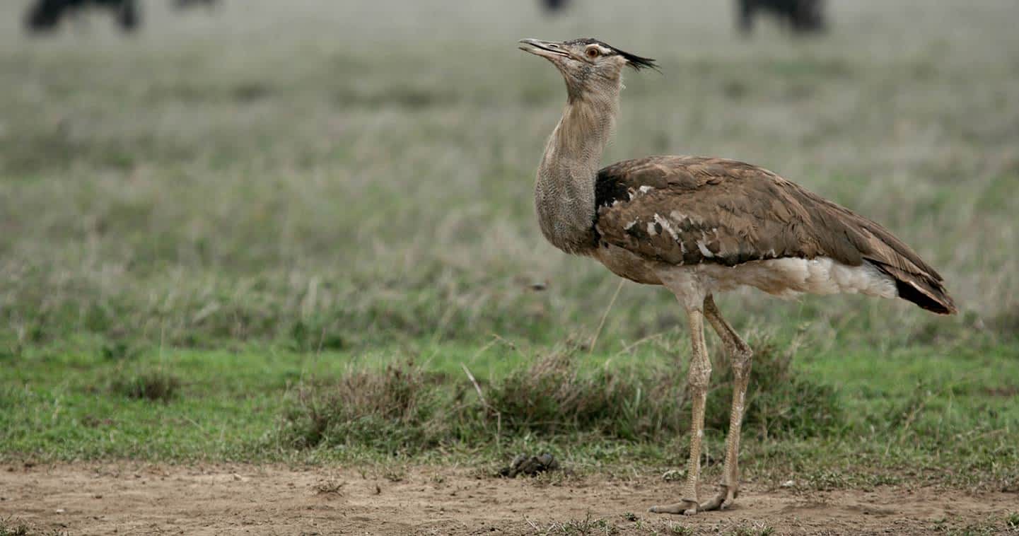 birds-serengeti-tanzania-kori-bustard