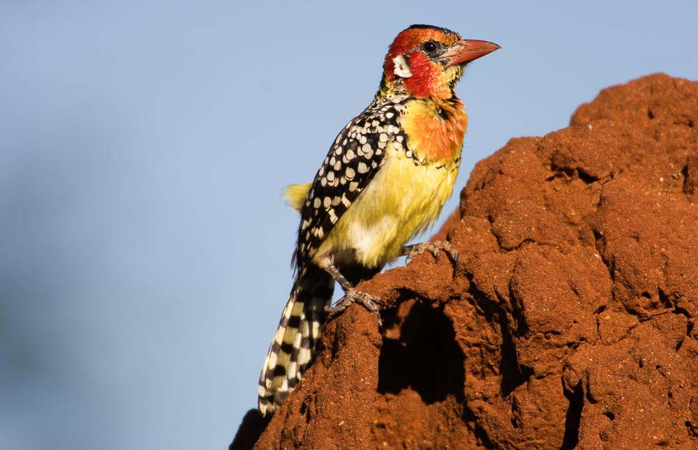 red-and-yellow-barbet