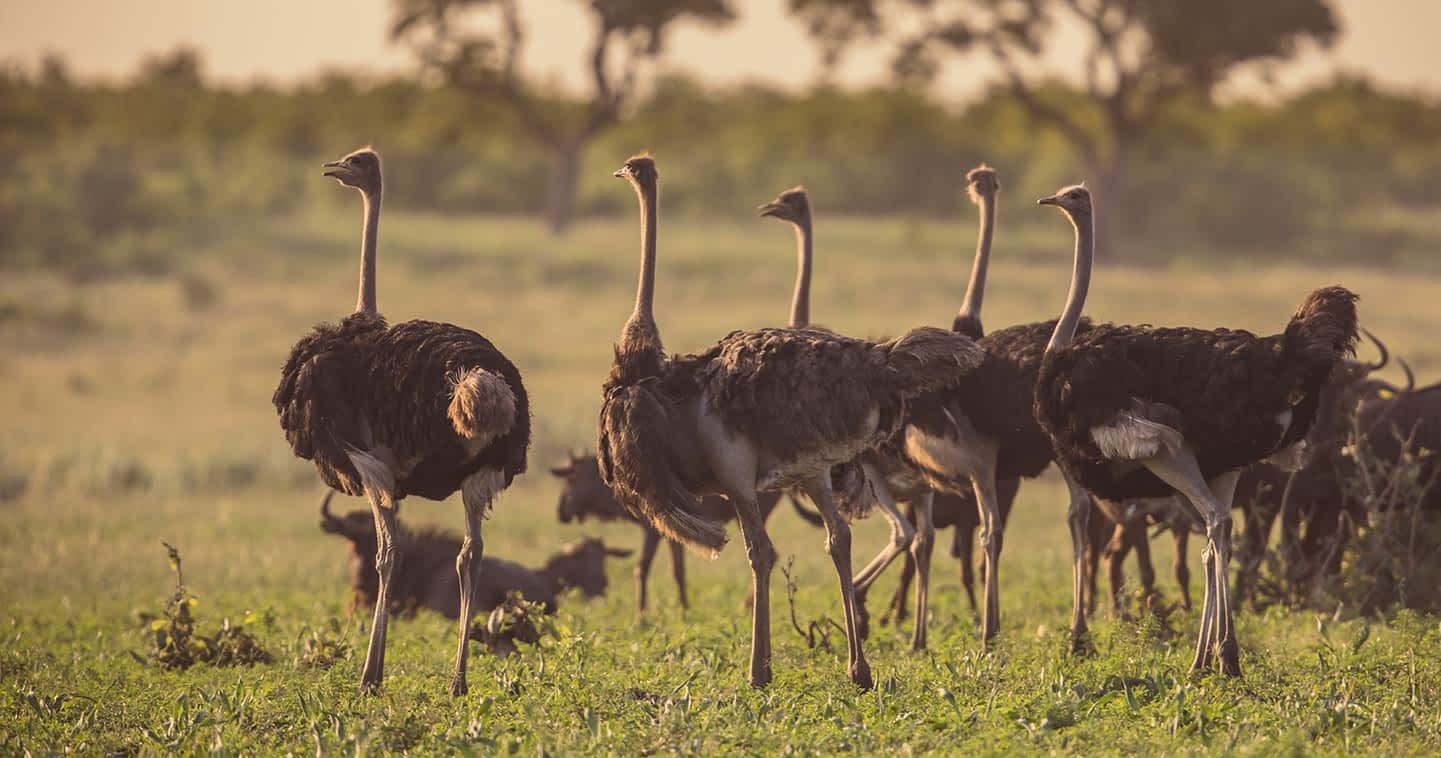 serengeti-birdlife-ostrich