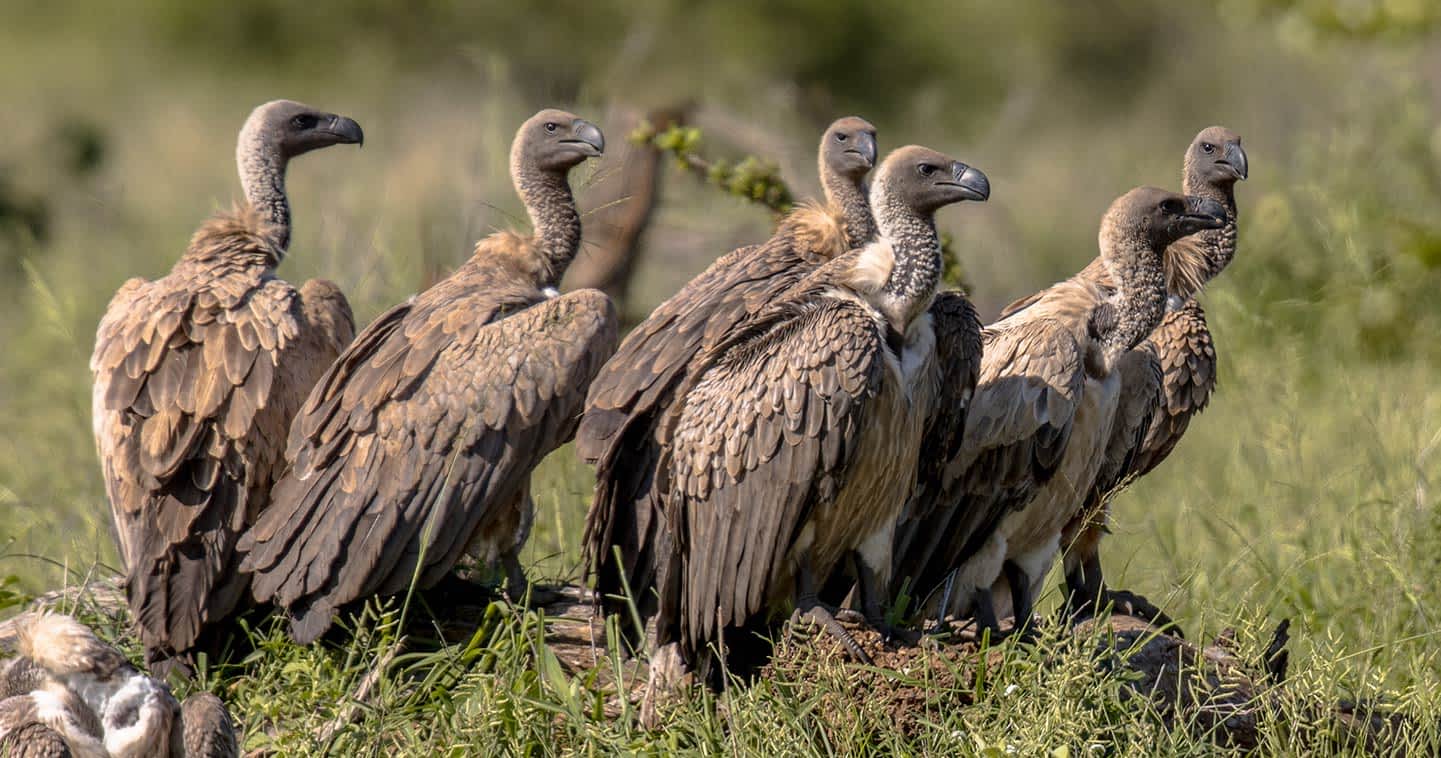 serengeti-birds-white-backed-vulture