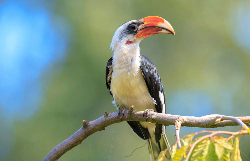 von-der-deckens-hornbill